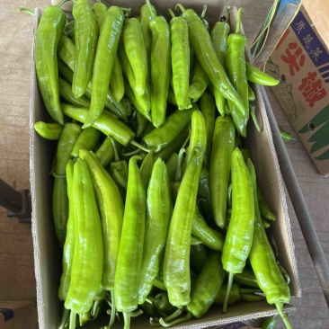 湛江鲜辣椒黄皮尖椒尖椒青皮尖椒欢迎来电咨询