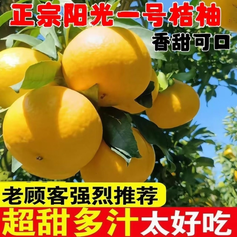 云南高山阳光一号桔柚皮薄多汁新鲜采摘水果