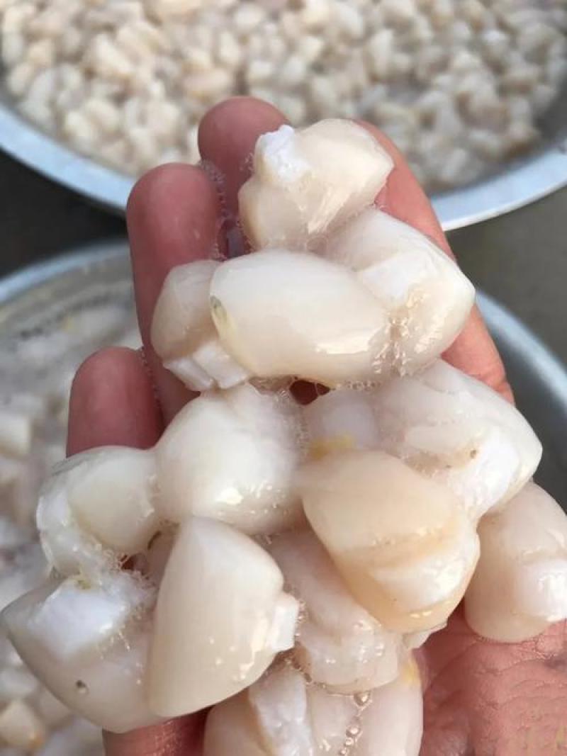 新鲜扇贝丁，原产地一手发货原汁原味，货新鲜，量大优惠，