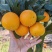 精选湖北九月红脐橙产地批发，可以吸的果冻橙一条龙服务