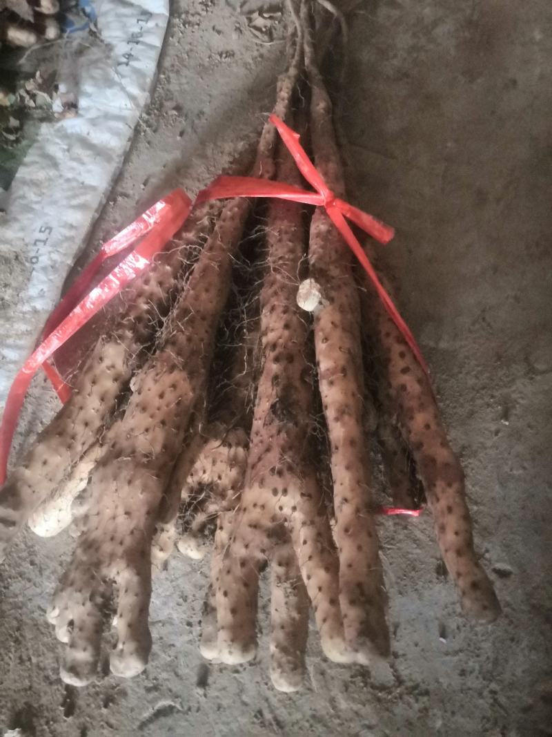 垆土铁棍山药
