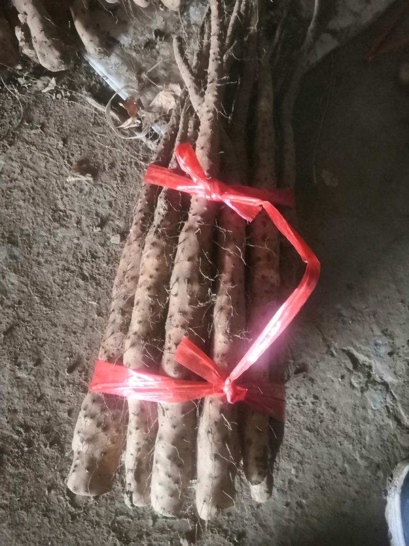 垆土铁棍山药