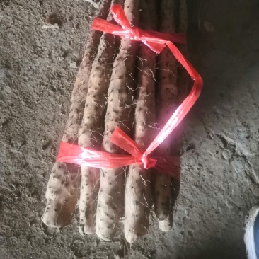 垆土铁棍山药