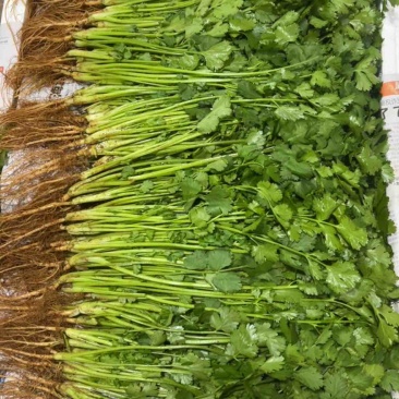 通货香菜精品云南铁杆青香菜按需包装可实地考察对接批发团购