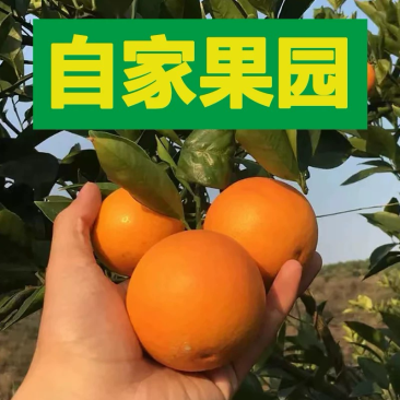 正宗湖南麻阳冰糖橙支持电商一件代发