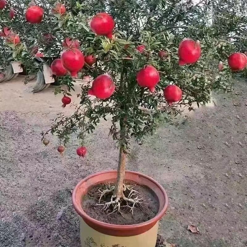 突尼斯软籽石榴树苗，基地直发，包品种，包成活，包结果