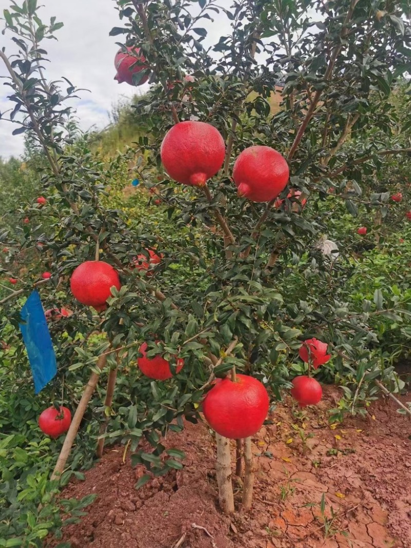 突尼斯软籽石榴树苗，基地直发，包品种，包成活，包结果