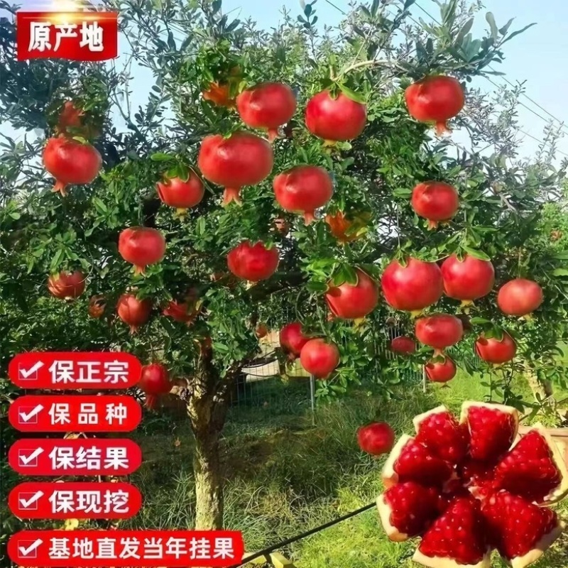 突尼斯软籽石榴树苗，基地直发，包品种，包成活，包结果