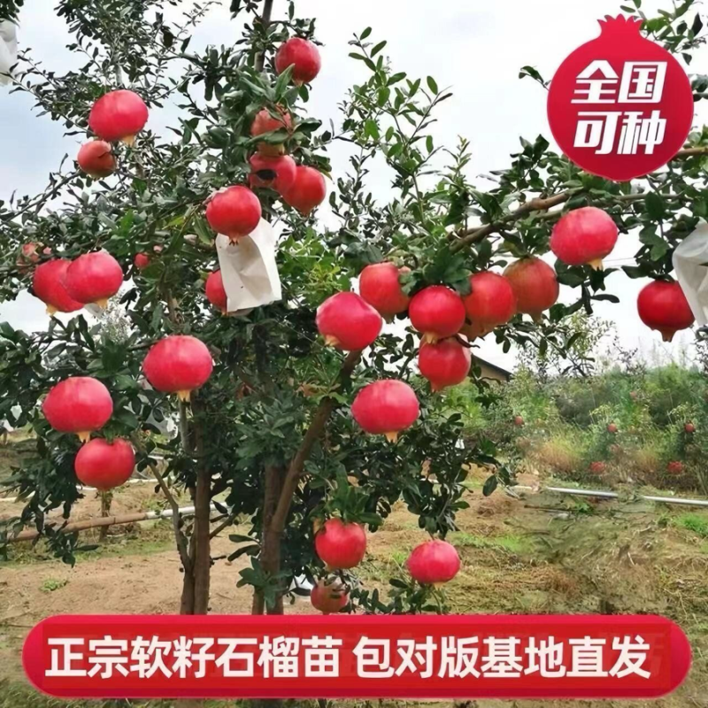突尼斯软籽石榴树苗，基地直发，包品种，包成活，包结果