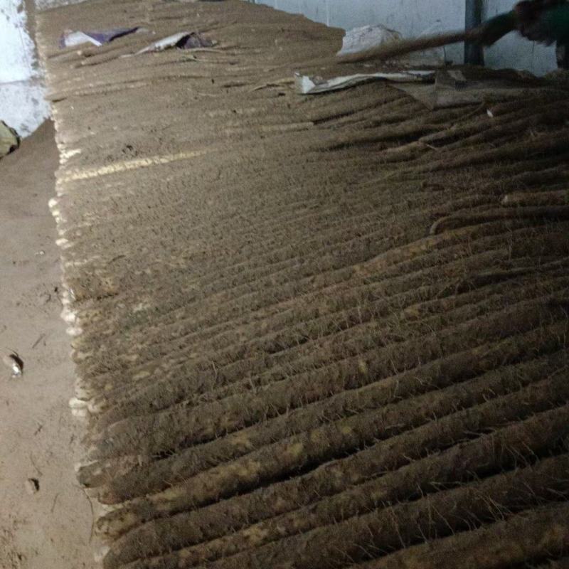 河北小白嘴山药大量供应，口感特别甜特别面，产地直发
