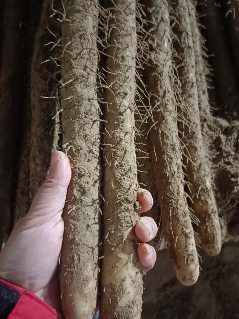河北小白嘴山药大量供应，口感特别甜特别面，产地直发