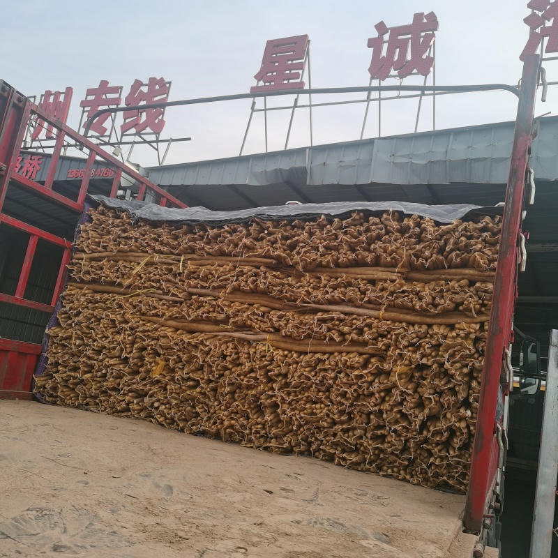 河北小白嘴山药大量供应，口感特别甜特别面，产地直发