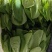 【奶白菜】聊城奶白菜产地供货无黄叶我虫眼烧边病虫害冷库打冷