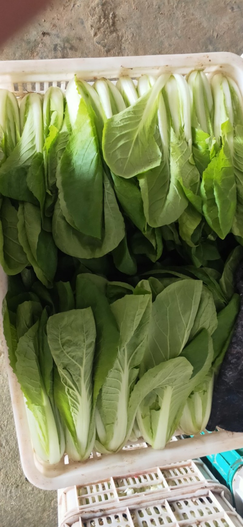 【奶白菜】聊城奶白菜产地供货无黄叶我虫眼烧边病虫害冷库打冷
