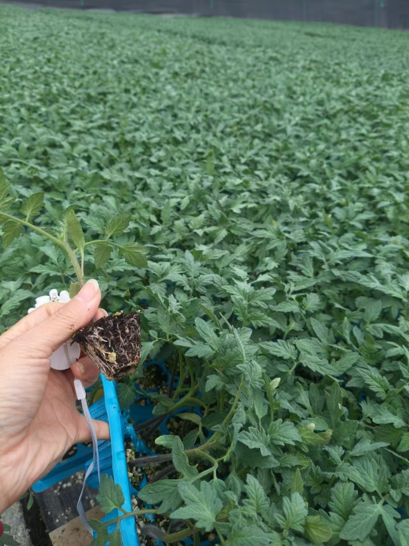 大粉苗基地直发西红柿苗硬粉番茄苗大粉番茄苗高产抗病毒