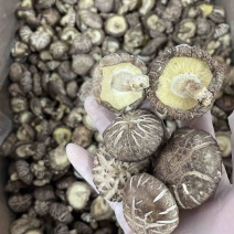 新货直销干冬菇花菇香菇干货肉厚干净椴木菌菇