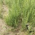 盐角草海芦笋