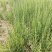 盐角草海芦笋