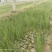 盐角草海芦笋