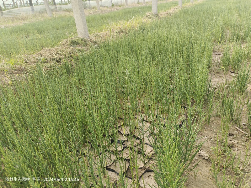 盐角草海芦笋