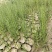 盐角草海芦笋