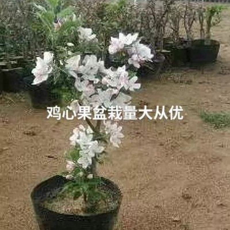 鸡心果盆栽