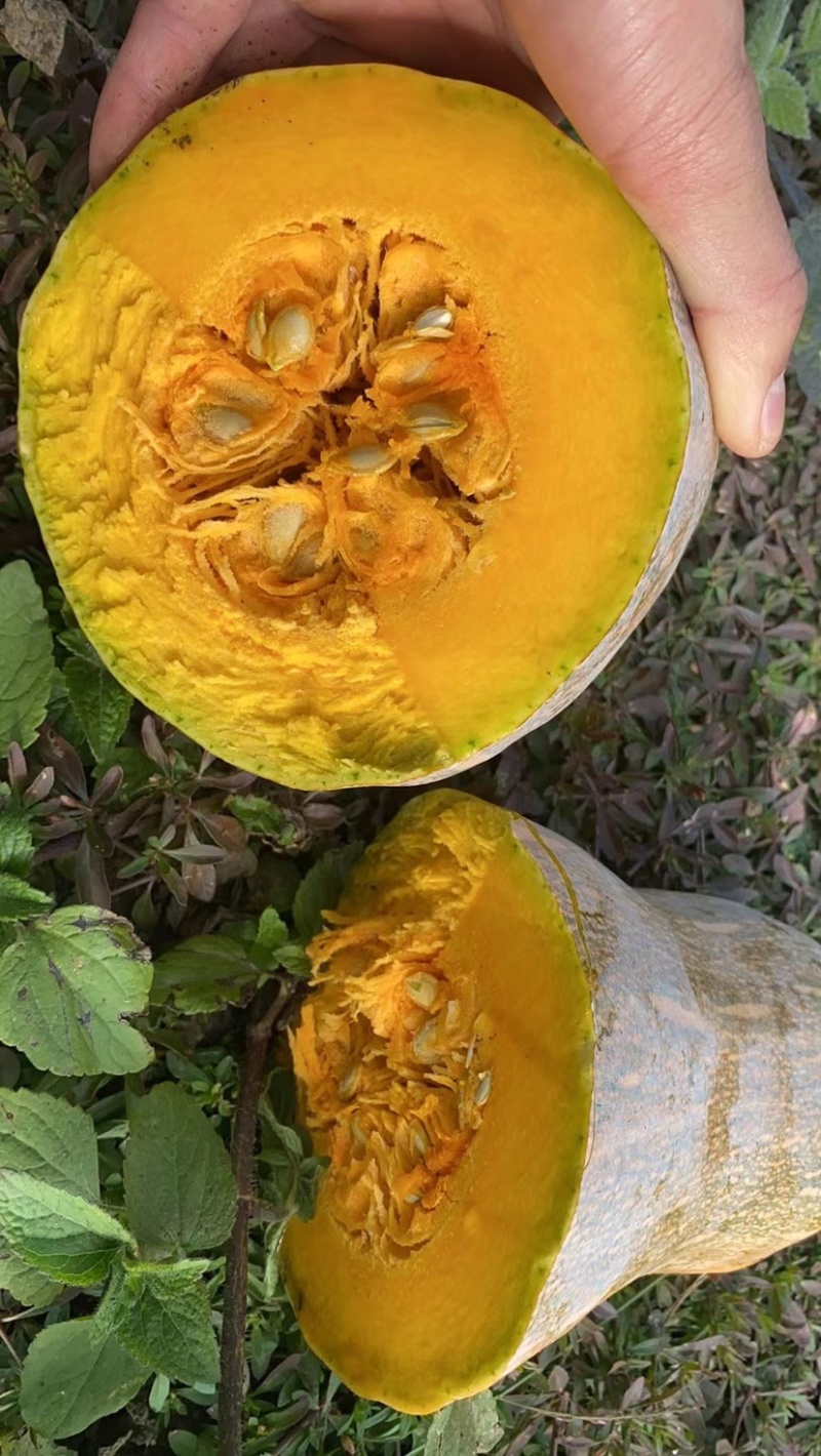 【广东徐闻】蜜本南瓜，质量保证，价格实惠，欢迎订购。