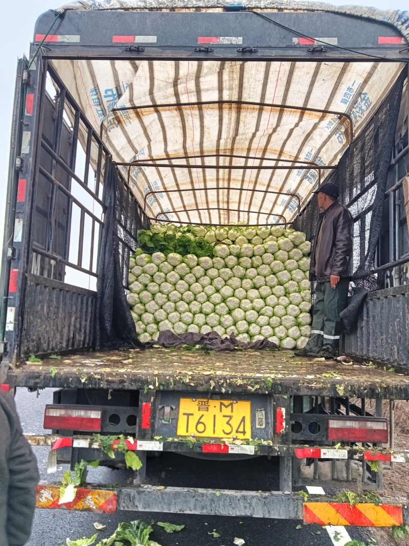 长治黄心白菜上市