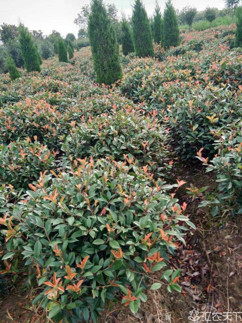 红叶石楠球