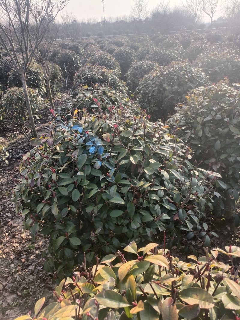 红叶石楠球