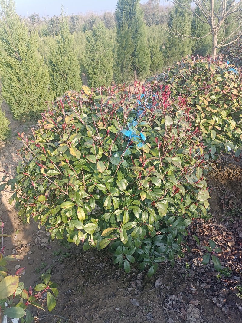 红叶石楠球