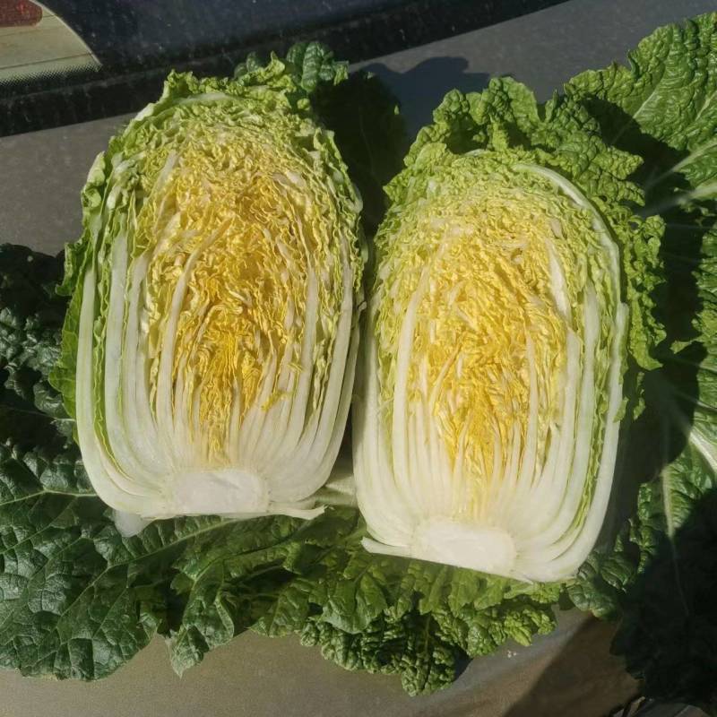 黄心白菜