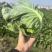 湖北甘蓝大量上市啦