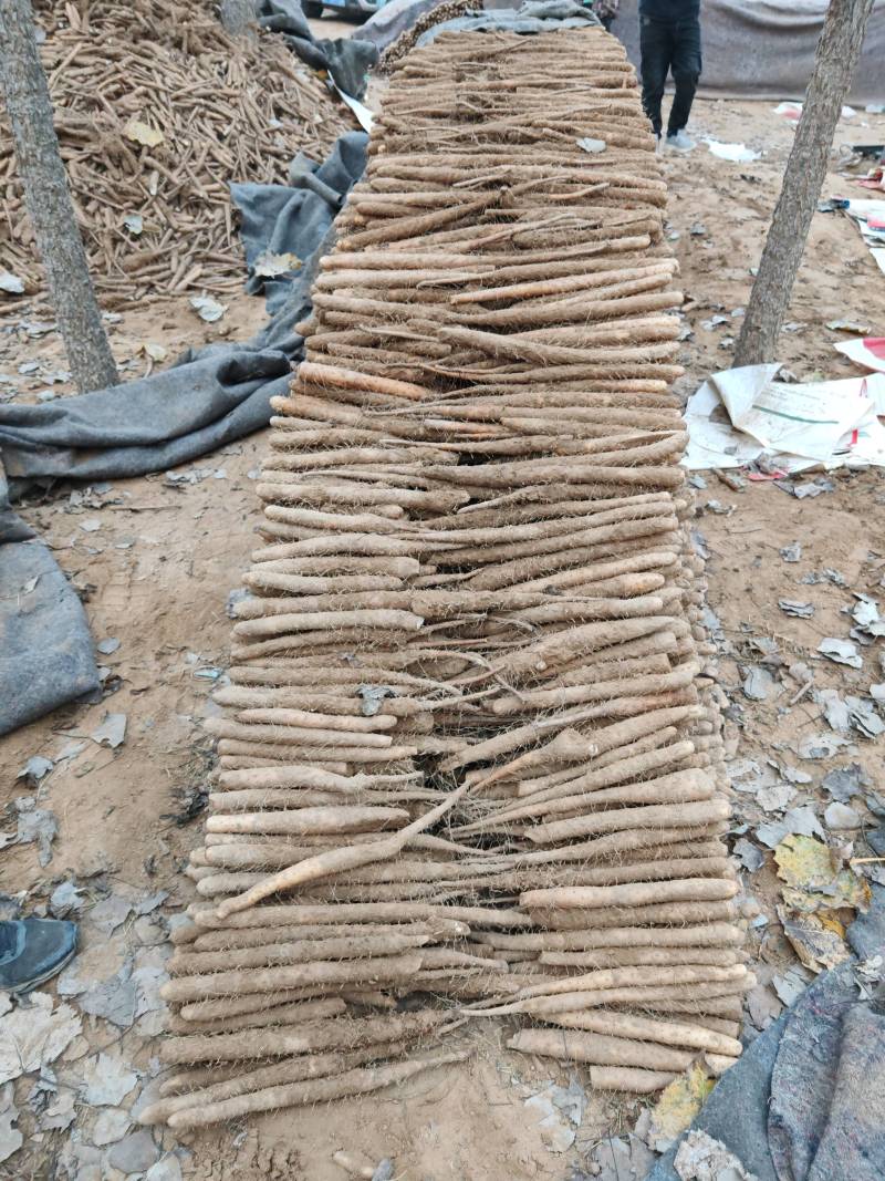 麻山药一手货源产地直发货，欢迎各位老板前来采购