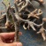 青脚土鸡爪，一级干货，厂家直发，规格齐全，价格**