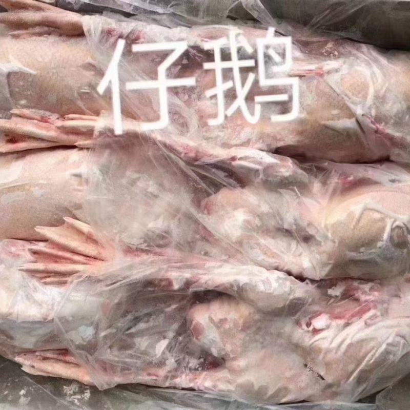 仔鹅规格齐全全国发货量大从优欢迎采购