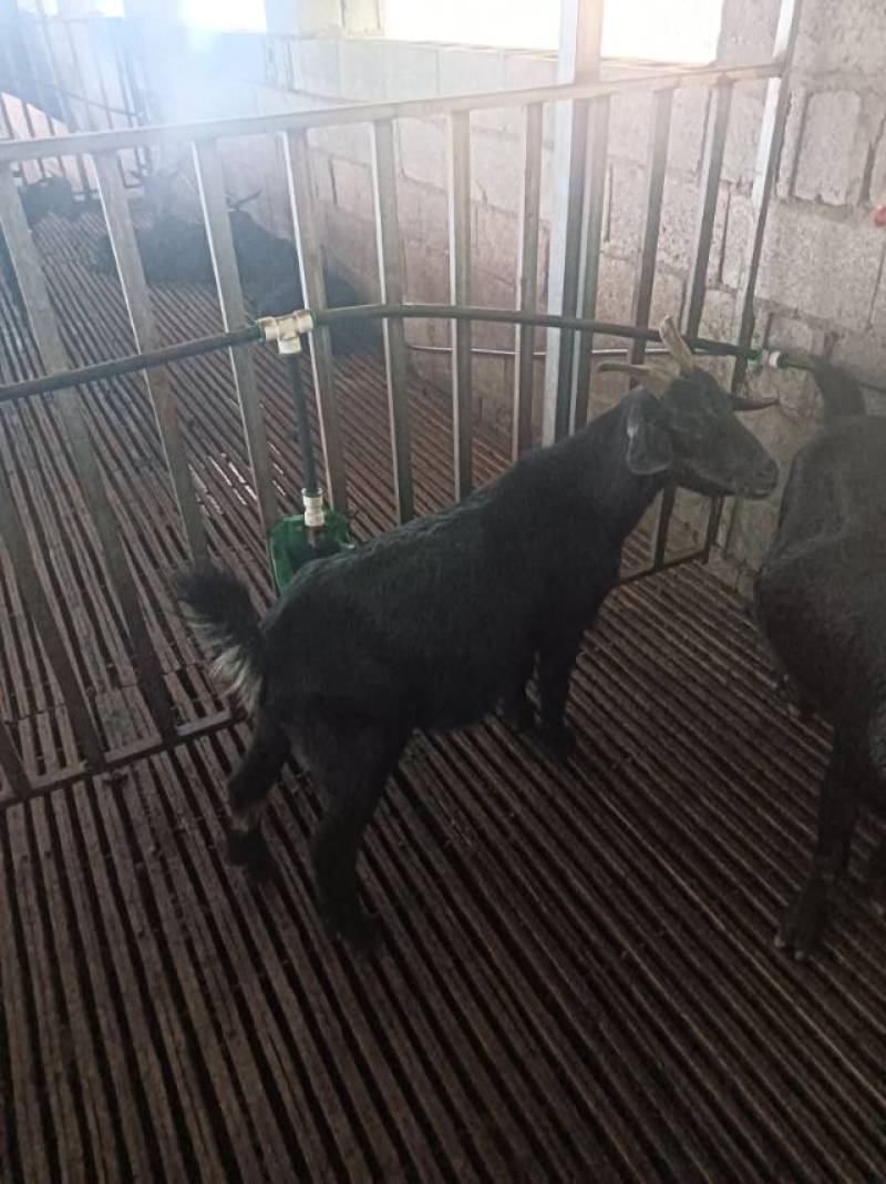 四川优质羯羊，黑山羊，肉质鲜美，营养丰富，欢迎选购！