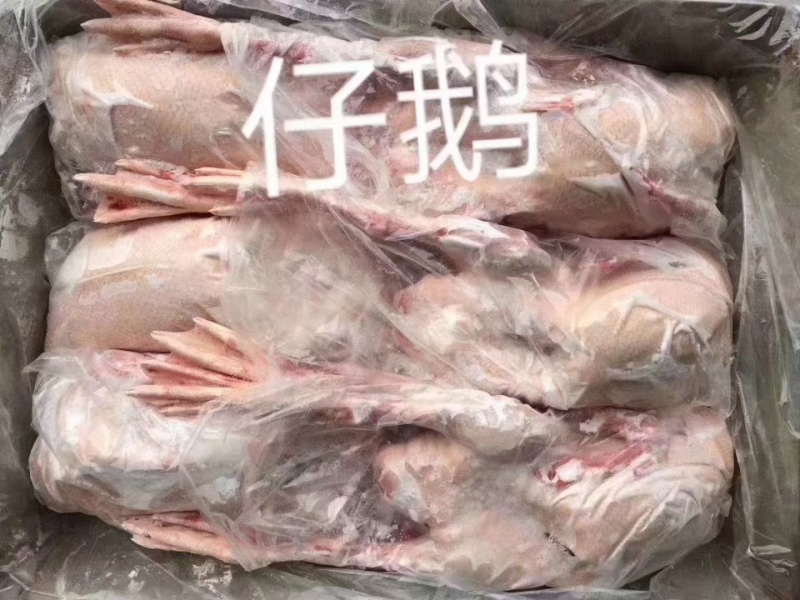 仔鹅规格齐全全国发货量大从优欢迎采购