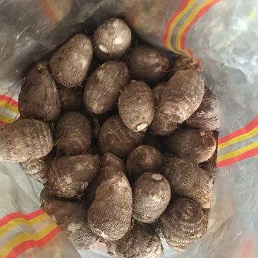 芋头基地，量大支持全国发货！