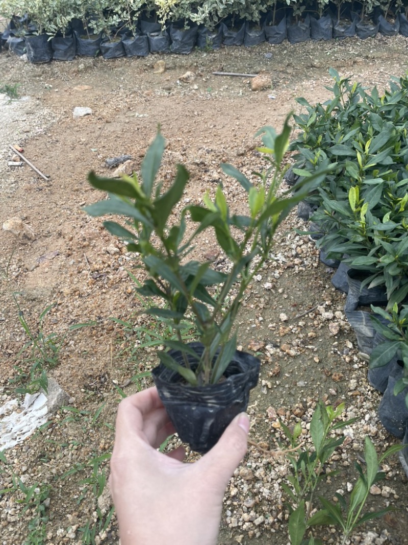 小叶栀子花