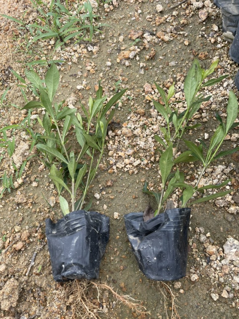 小叶栀子花