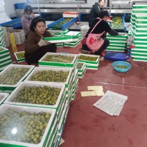青甜2号小番茄糖珀琥咖啡色青口蜜圣女果产地量大糖度高
