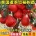 三红心红皮柚子苗泰国暹罗红沙田柚蜜柚红宝石青柚葡萄柚