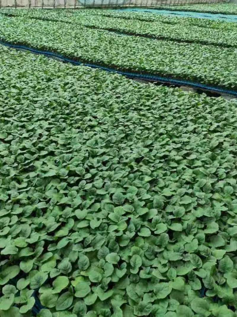 嫁接长茄苗早熟顺直根系发达抗病性强黑亮耐热大龙长茄苗