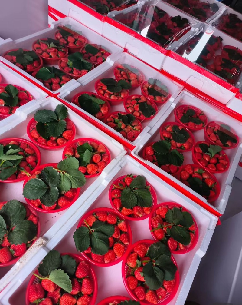 河南中牟宁玉草莓大量供应对接市场全国代发。