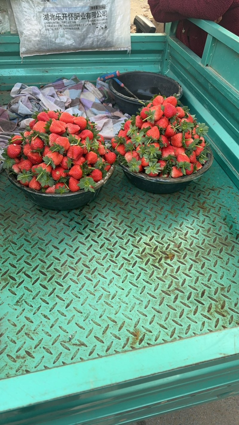 河南中牟宁玉草莓大量供应对接市场全国代发。