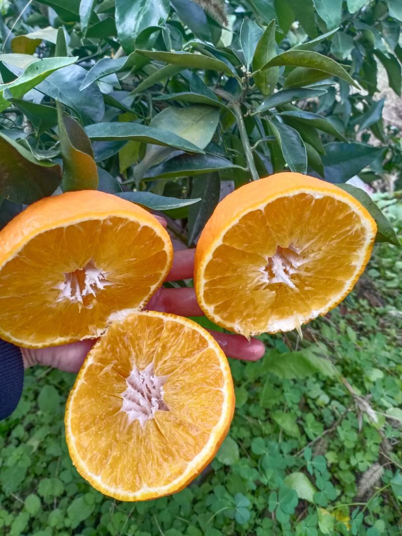 爱媛果冻橙各等级优质果品全国大量供应