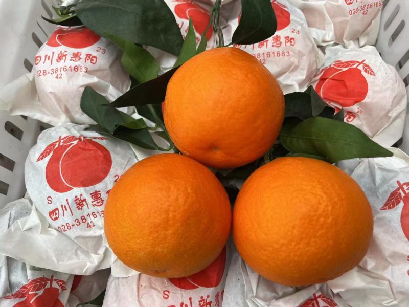 爱媛果冻橙各等级优质果品全国大量供应