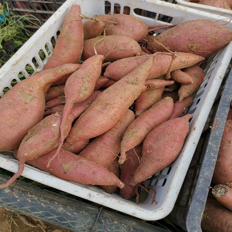 山西运城红薯粉糯白心沙地红薯地瓜新鲜老品种红皮白瓤