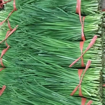 广东韭菜精品市场食堂大量供应